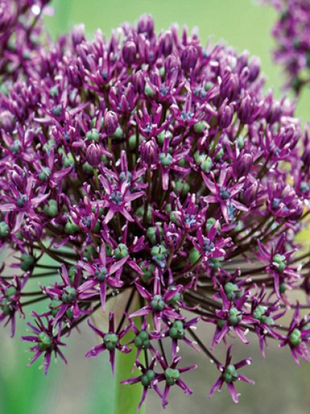Allium miami_0x600.jpg